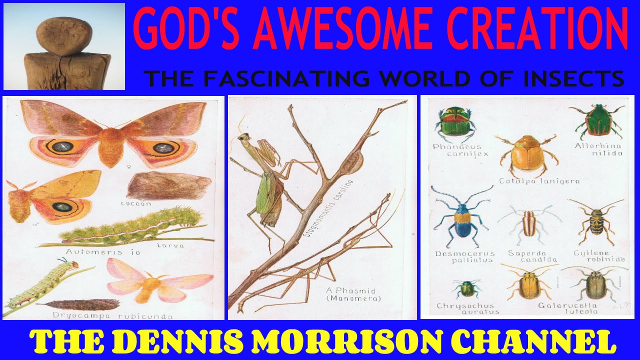 GOD'S AWESOME CREATION: THE INSECT WORLD