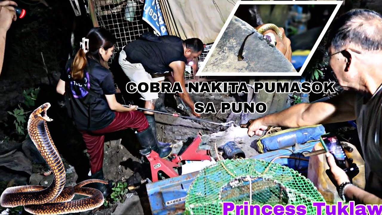 TAKOT ANG MGA RESIDENTE NG PITABUNAN TARLAC NG MAKITA ANG COBRA PUMASOK SA TOLDA MALAPIT SA BAHAY