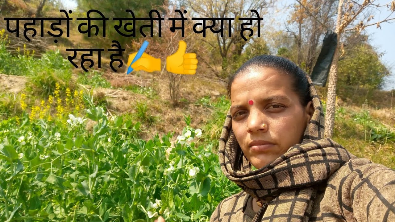हमारे वाहा क्या क्या हो गया खेतों में👍#पहाड़ी #बीना तिवारी#सब्सक्राइब #वायरल_वीडियो #पहाड़ीlifestyl 