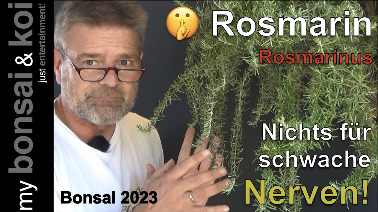 Bonsai 2023-49 - Rosmarin - Rosmarinus - Nichts für schwache Nerven!