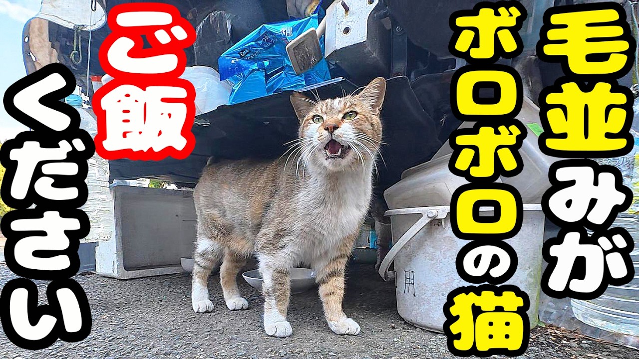 毛並みが悪い人懐っこい猫にご飯を上げると… さくらねこへのエサやり 地域猫ボランティアさん急逝後に火事エリア【視聴だけでも猫を助けることになります】支援者様 視聴者様 猫たちに神のご加護を！
