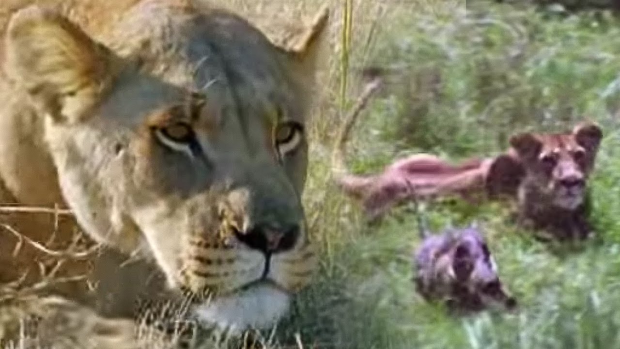 Hunting Lesson | Wildlife Specials: Lions | Spy in the Den | BBC Earth