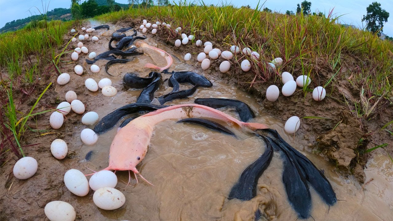 Fishing Catching - catch a lot of fish on road by hand