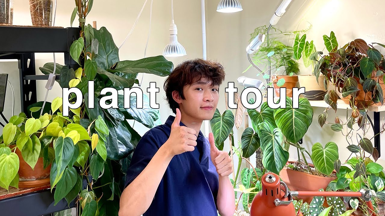 Houseplant Tour 2021 | rare and common