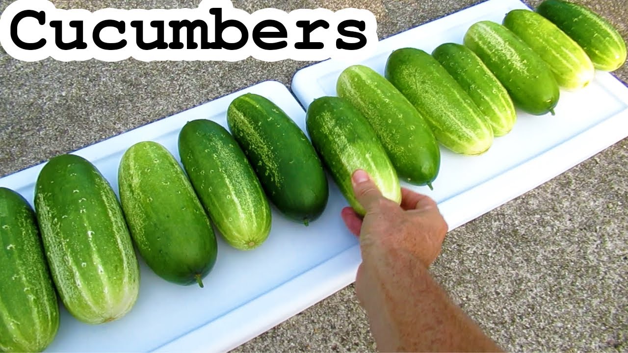 BIG Pile of CUCUMBERS Harvested in July. Sweet PEPPER and CORN Vegetable Garden Insect Bird Control