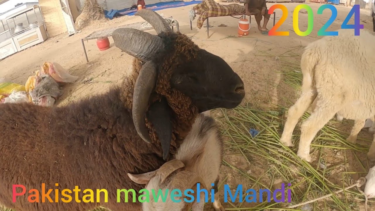 My new vlog Pakistan maweshi Mandi 2024