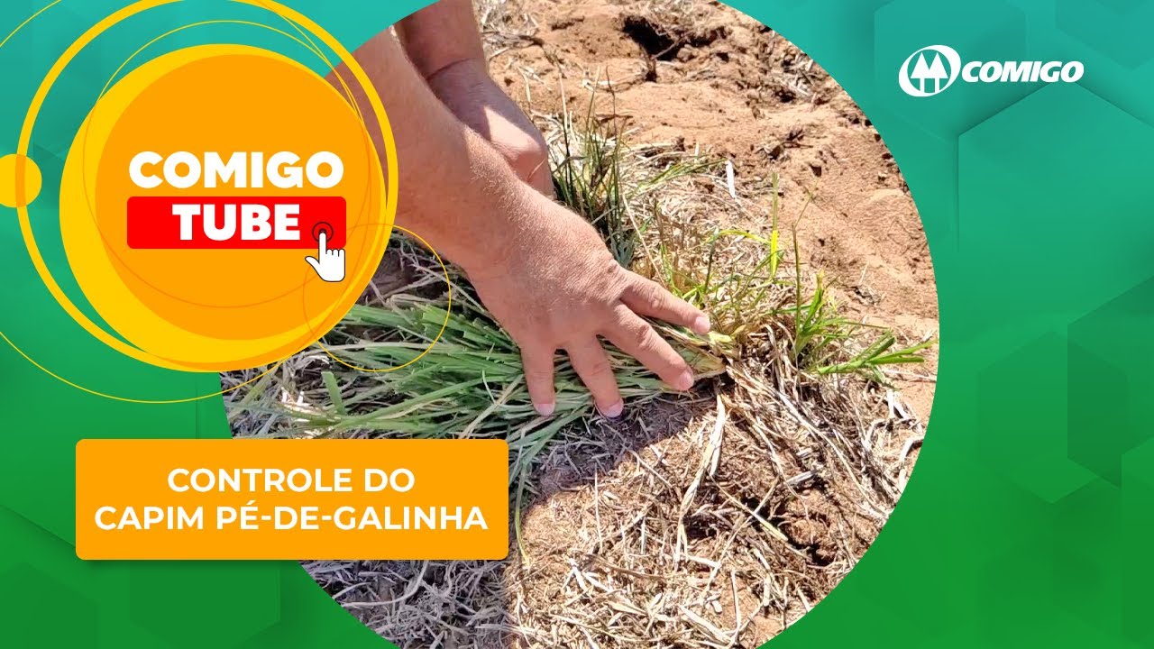 Como controlar o Capim Pé-de-galinha resistente a herbicidas