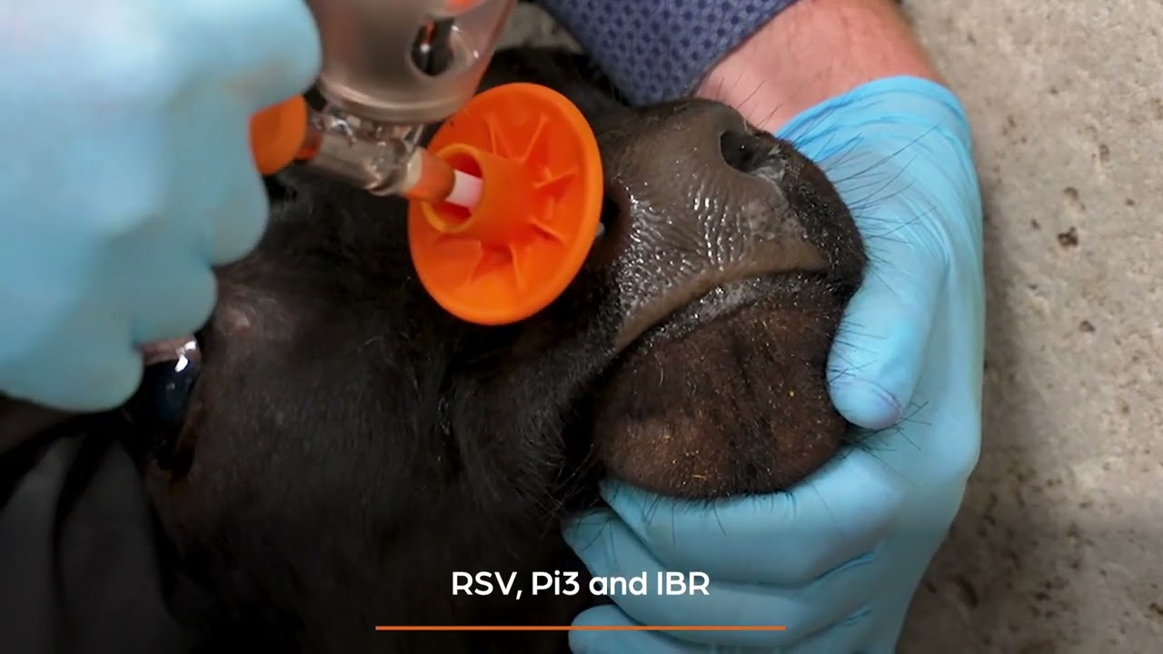Find out more about the Rispoval range of vaccines