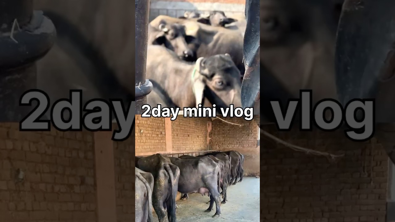 Yuvraj gurna day 2 mini vlog work routine of farm 