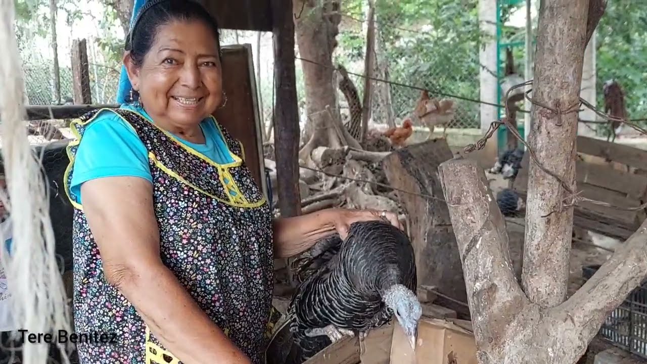Yaaa!!🐣 Nacieron los pavitos. Esto debes hacer para que logren sobrevivir✅️ #pavos #guajolotes