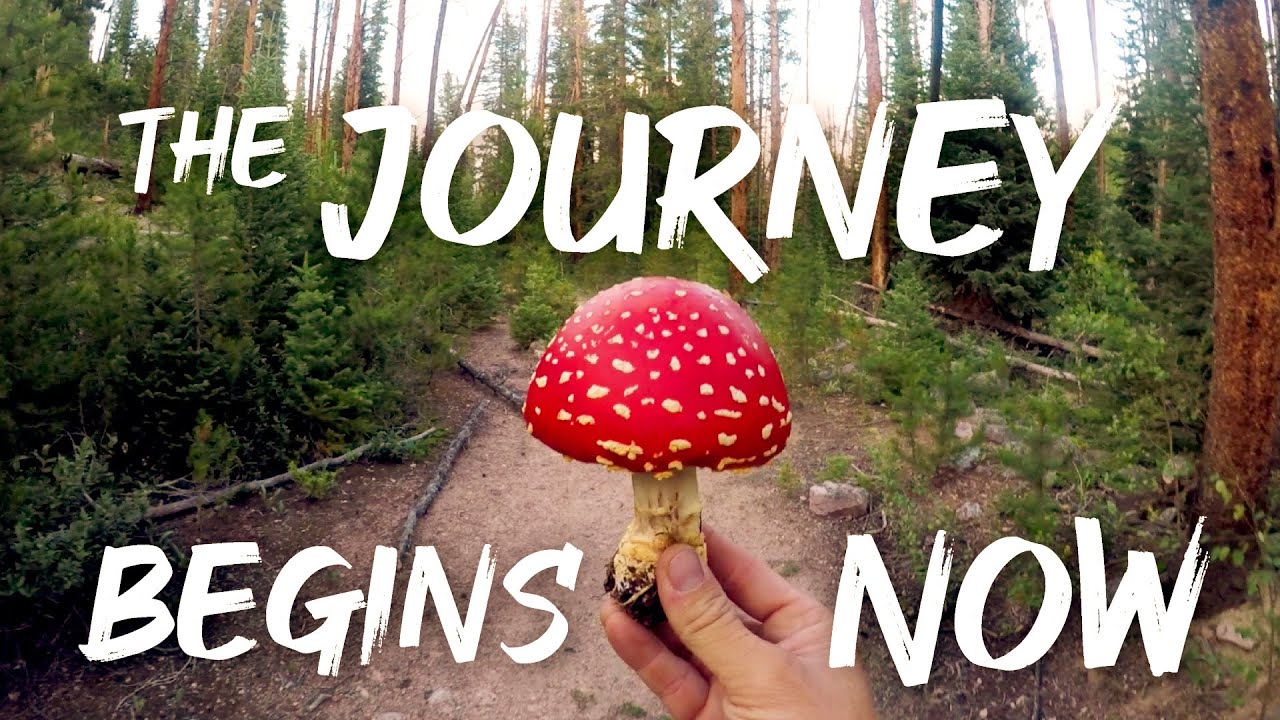 Amanita Muscaria Mushrooms - Vanlife in COLORADO