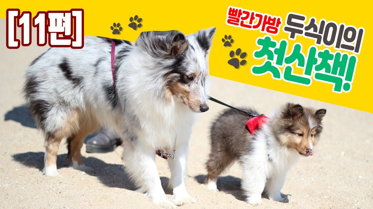 [11편] 셔틀랜드쉽독 마리와두식, 두식이의 첫 산책! 바람부는날 광안리산책