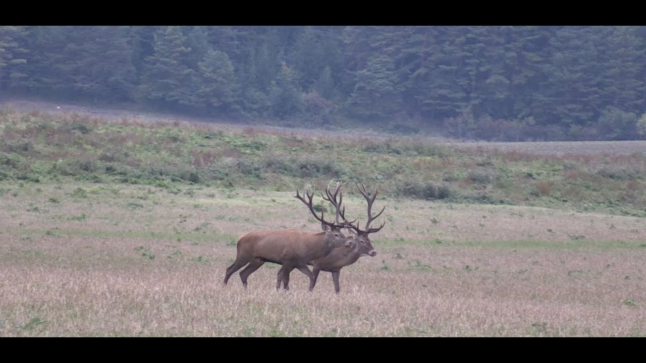 JELENIA RUJA V POLIACH 2020/ RED DEER RUT 2020 / RYKOWISKO 2020 / HIRSCHBRUNFT ROHREN 2020