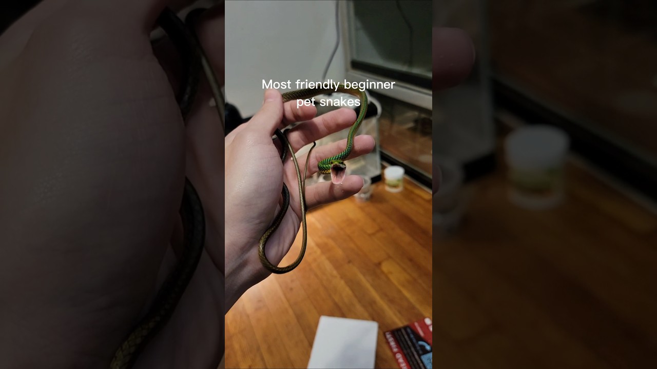 These venomous snakes make terrible pets. #pets #reptiles #venomoussnakes