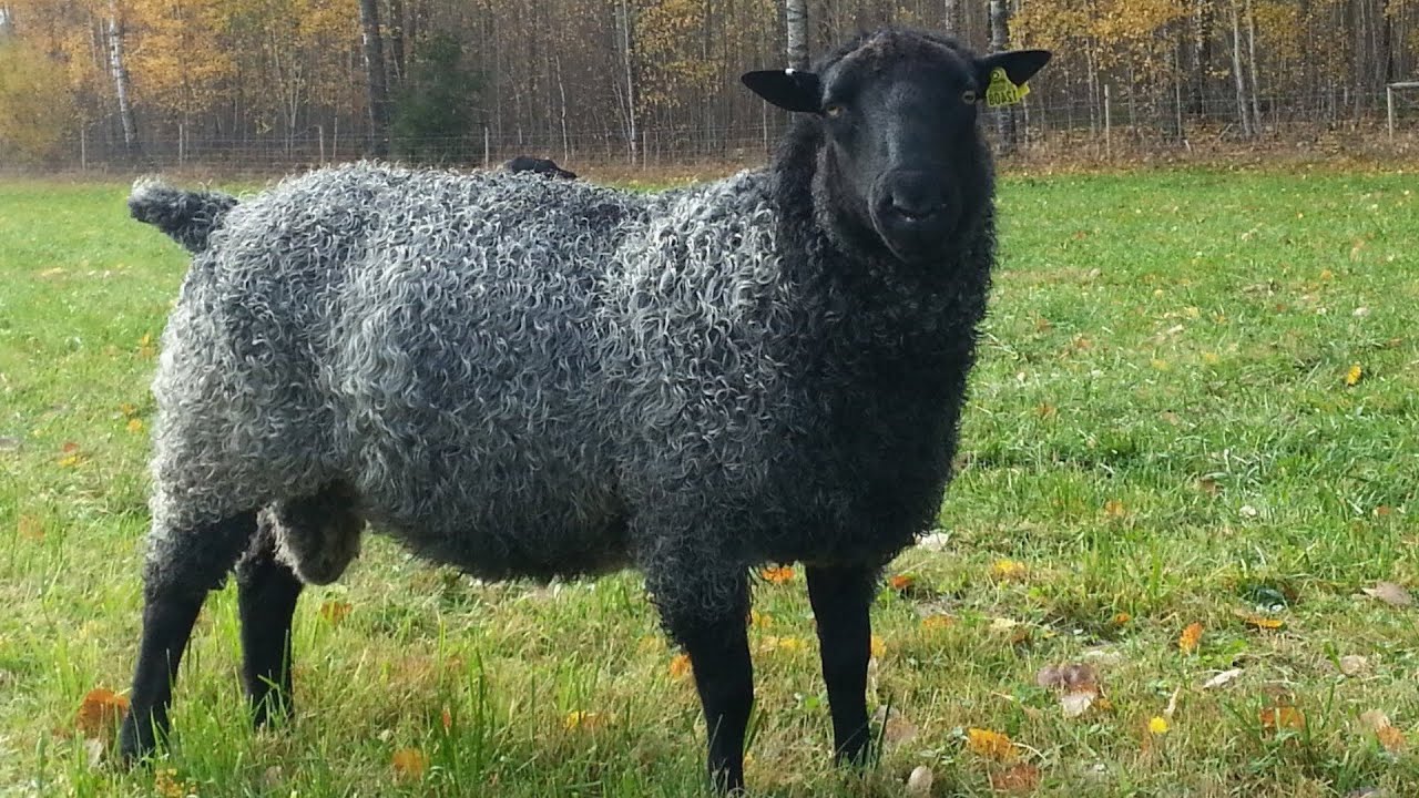 Gotland Sheep | Viking Hardiness