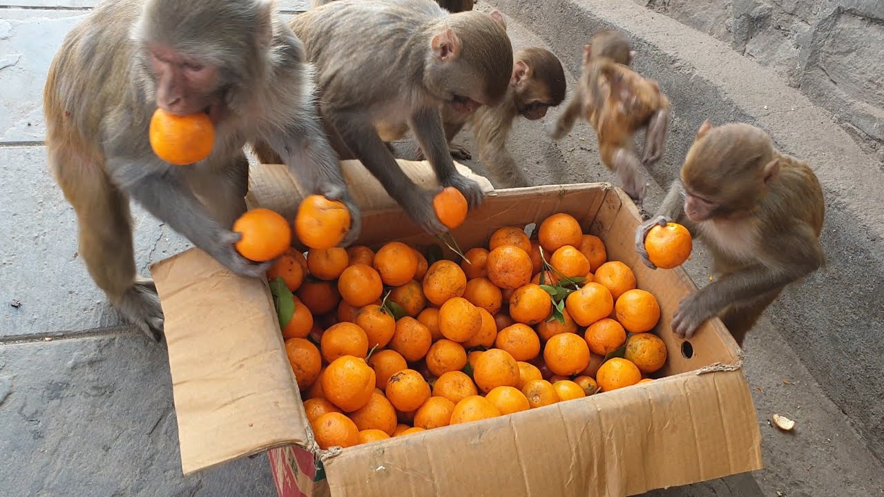 Feeding orange and tomatoes to wild monkeys || feeding monkey || monkey video