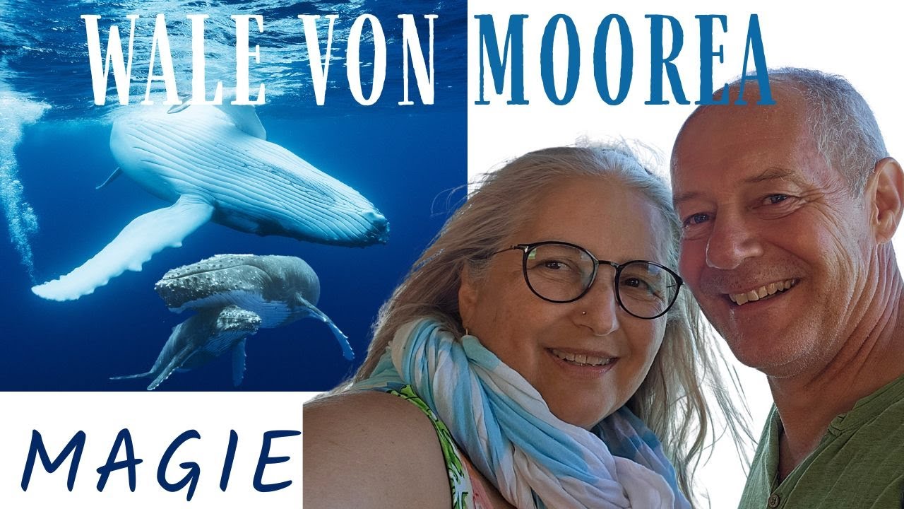 Abenteuer Walbegegnung auf Moorea - Trägst du den Wunsch in dir, ihnen ganz nahe zu sein?