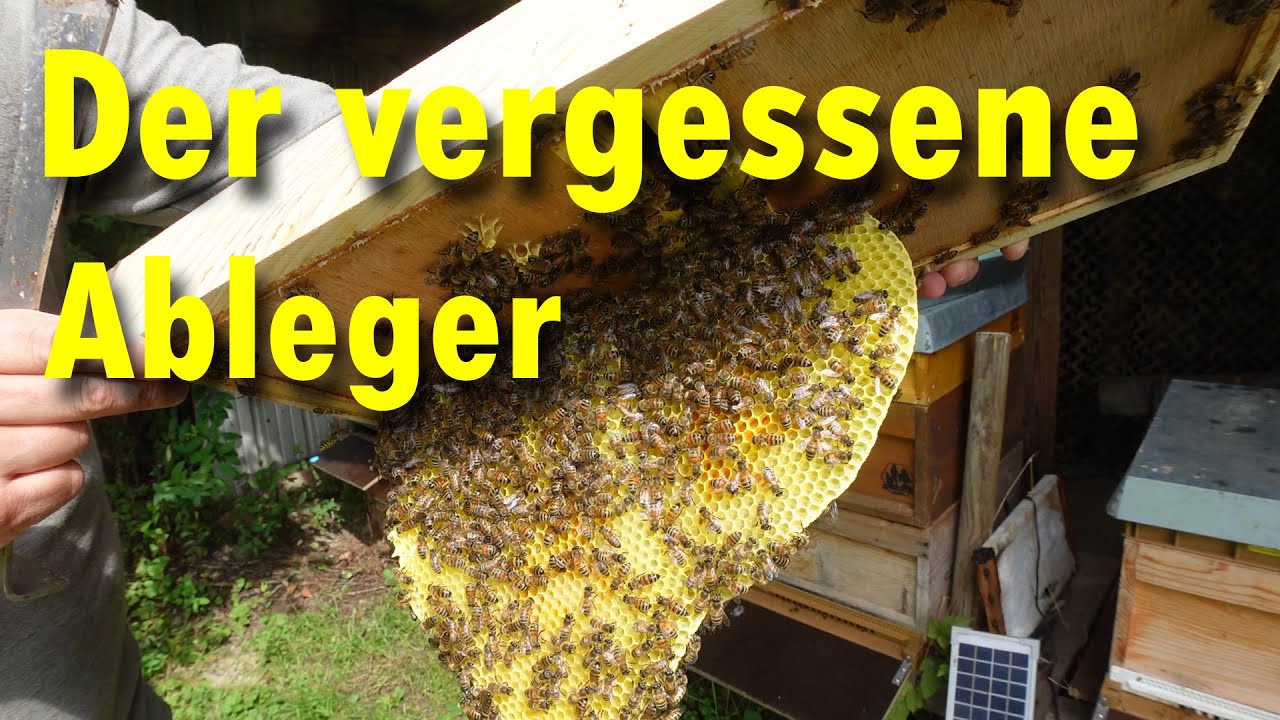 Der vergessene Bienenableger