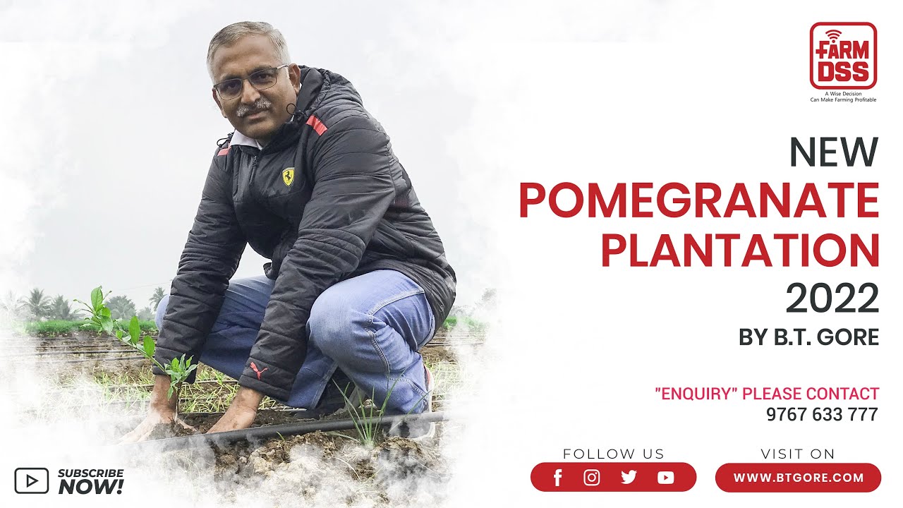 Pomegranate Plantation 2022 | अनार का रोपण 2022 | BTGore | Pomegranate