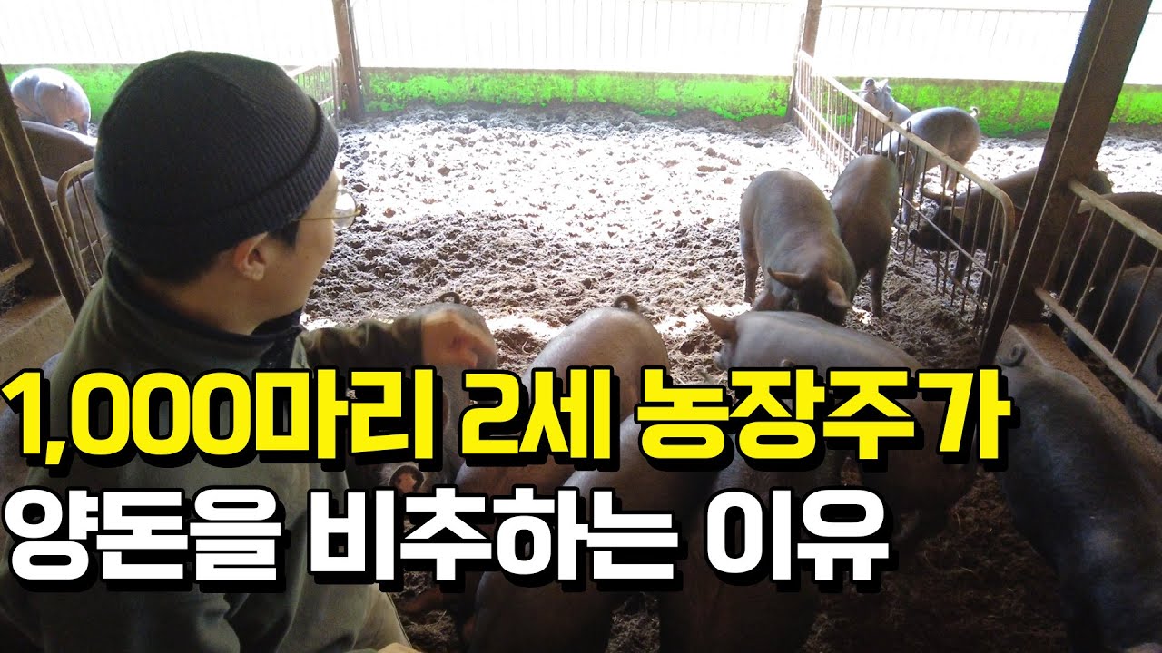 흑돼지 1천두 키우는 농부가 양돈 추천 안하는 이유?