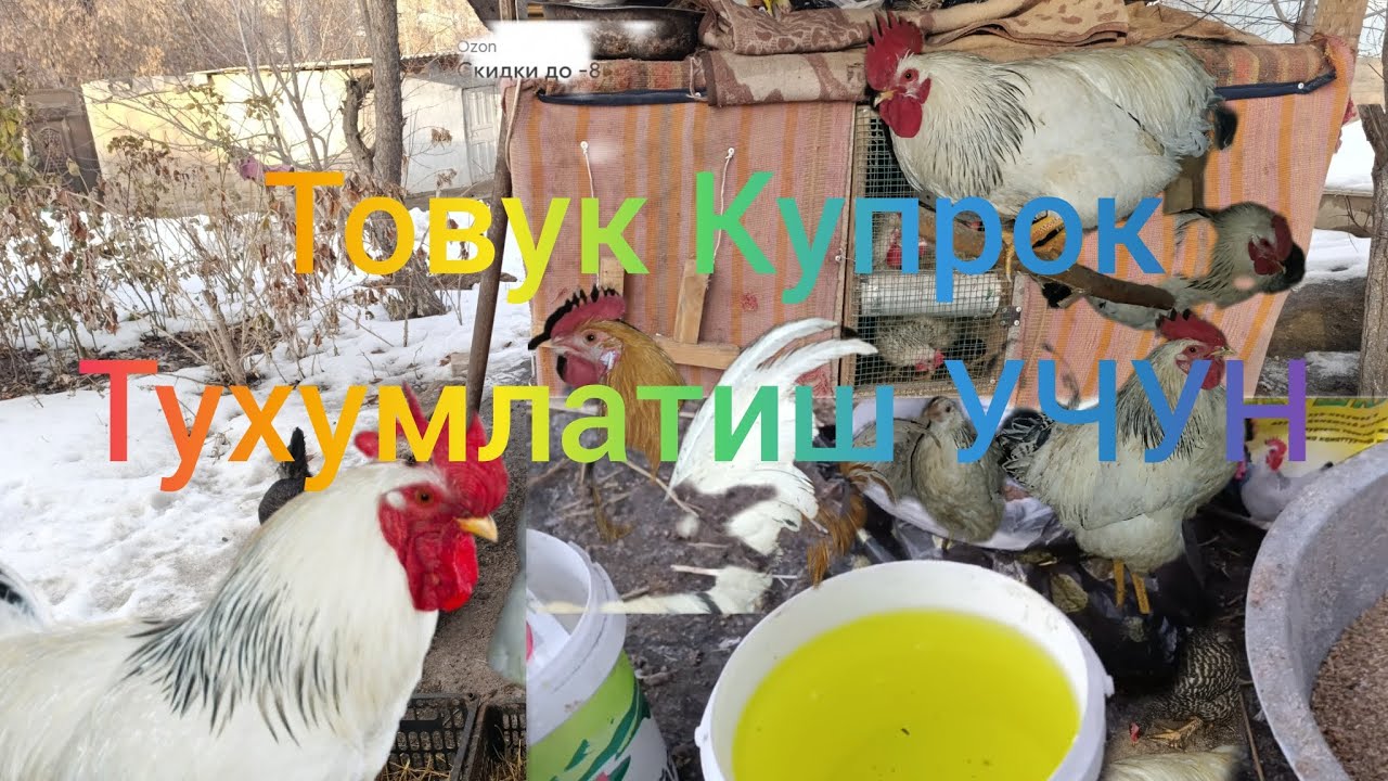 Товук Купрок Тухумлаш УЧУН Кандей Ем Бирса булади