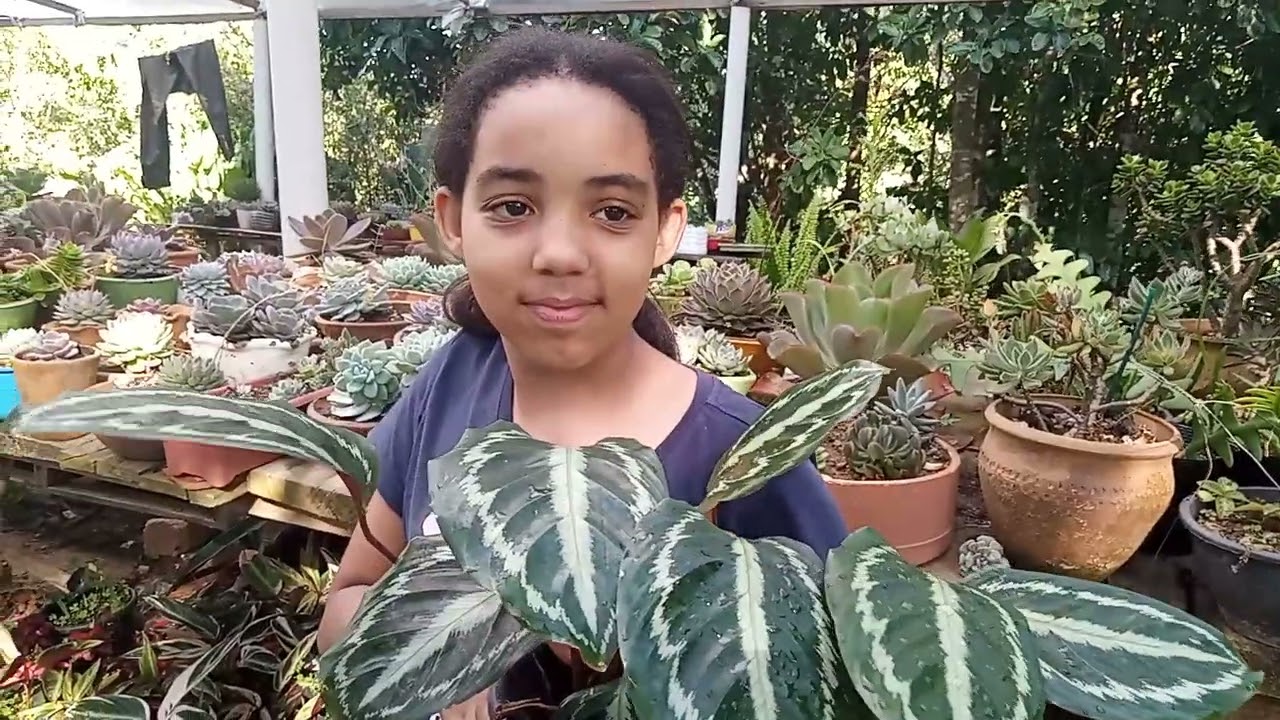 Identificando 11 tipos de marantas (vídeo 2)