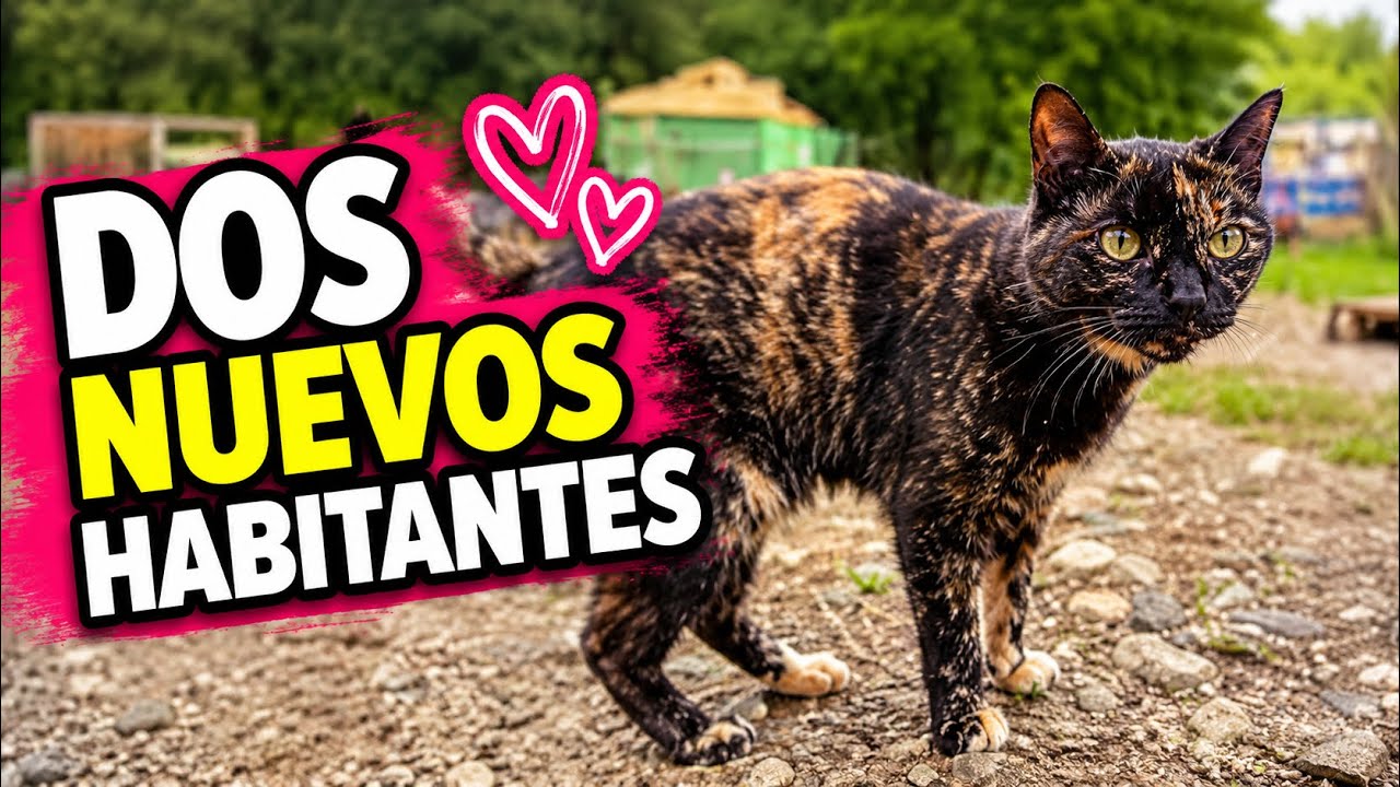 ✅ DOS NUEVOS HABITANTES ✅ Un toro y una vaca decomisados