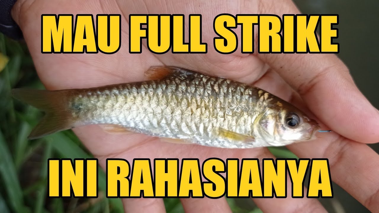 CARA DAN UMPAN UNTUK MANCING IKAN WADER YANG SUSAH MAKAN DI AIR JERNIH‼️
