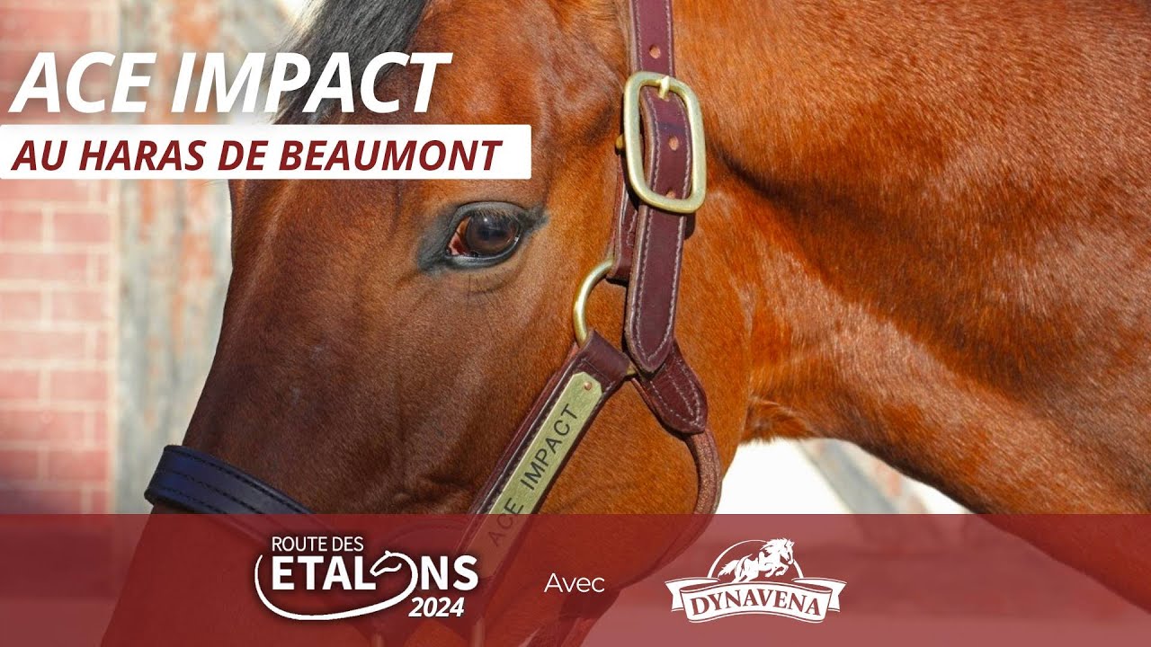 ACE IMPACT: Route des Étalons Dynavena 2024 au Haras de Beaumont avec Mathieu Alex