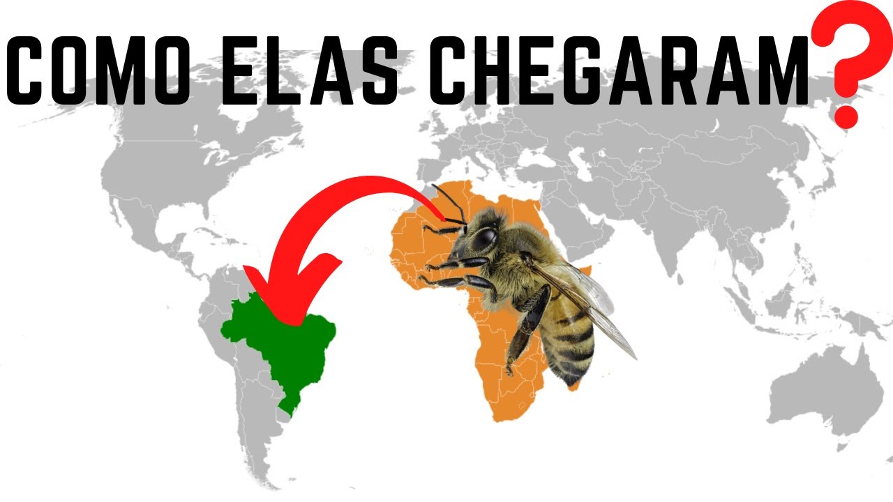 Processo de africaniza&ccedil;&atilde;o das abelhas mel&iacute;feras COMPLETO | Apislogia