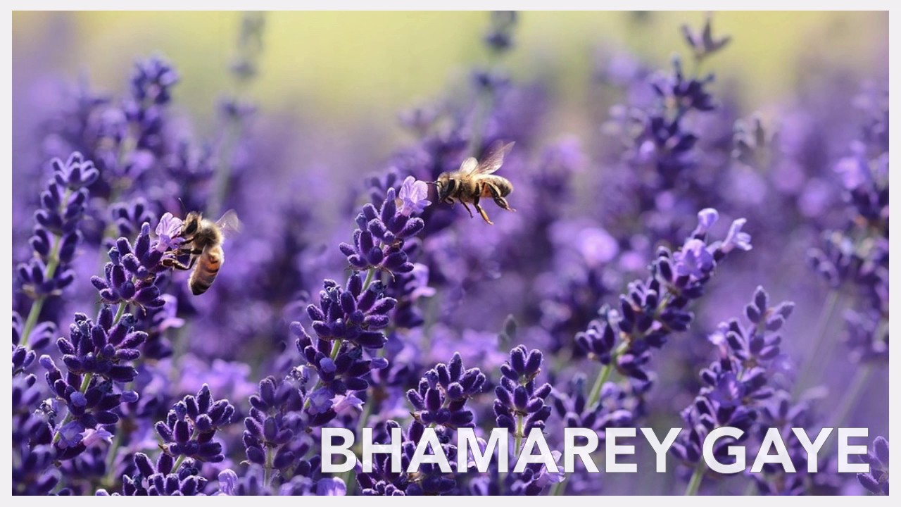 Bhamarey Gaye || Hindi Sunday School Song ||