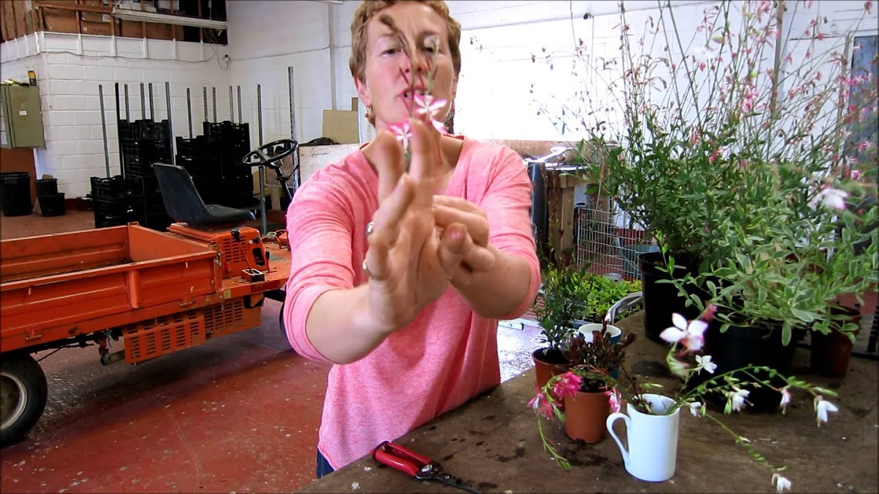 Rosy Hardy on Gaura (August 2014)