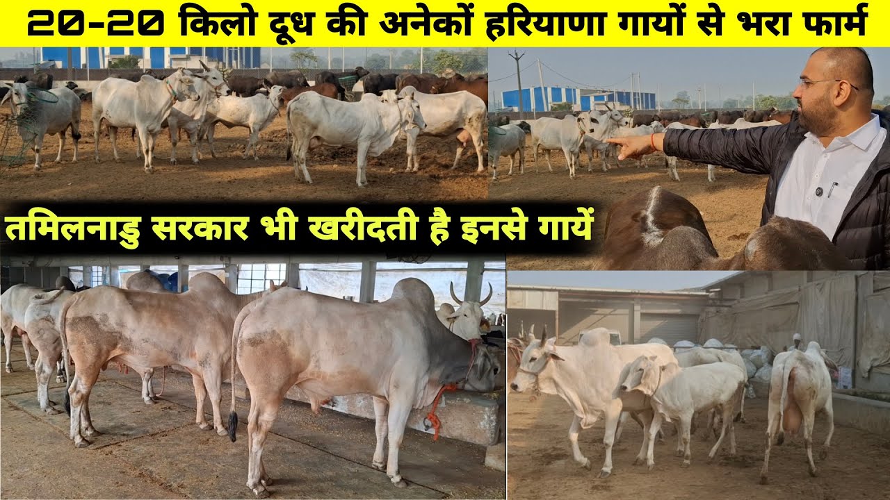 20-20 किलो दूध की अनेकों हरियाणा गायों से भरा फार्म👌तमिलनाडु सरकार भी खरीदती है इनसे गायें💲