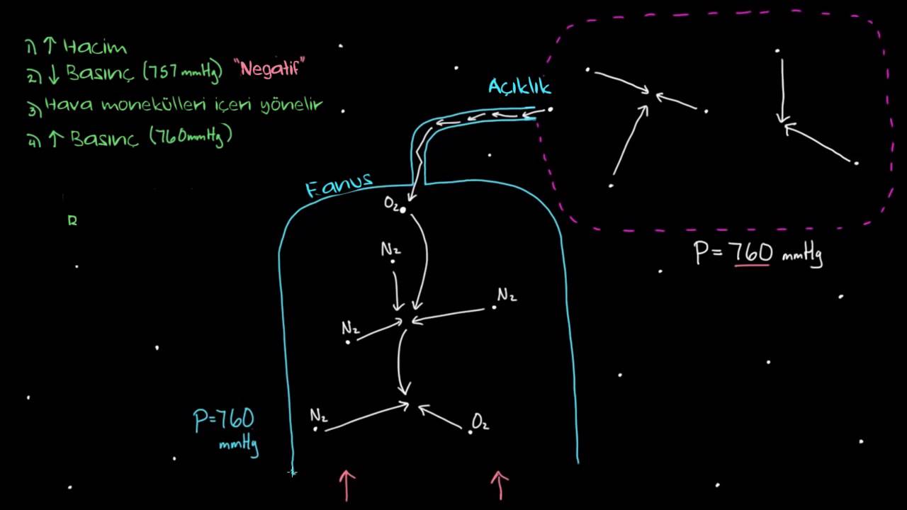 Nefes alma ve nefes verme (Sağlık ve Tıp) (Solunum Sistemi Fizyolojisi)
