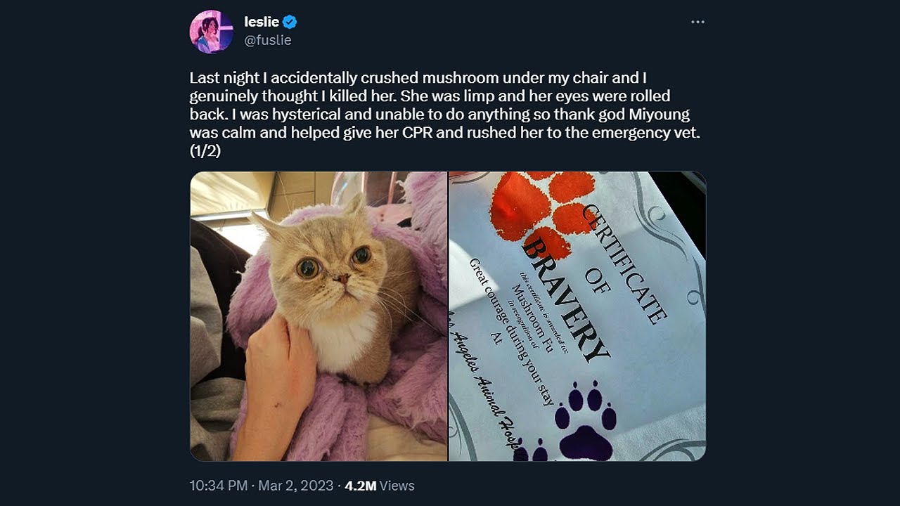 How Fuslie's Cat *ALMOST* Died.. (Mushroom Accident Story)