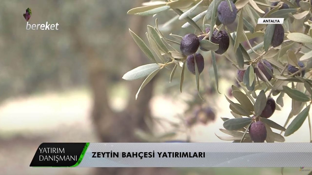 Yatırım Danışmanı - Zeytin Bahçesi Yatırımları