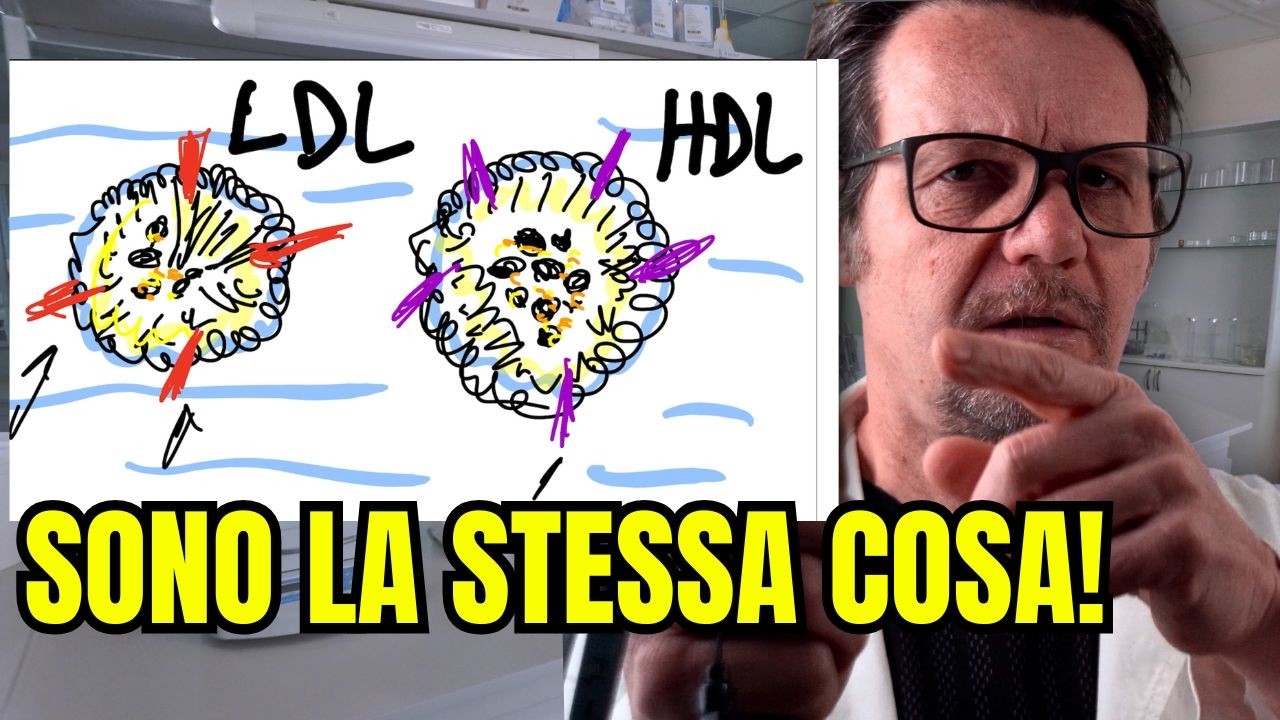 La verità su colesterolo BUONO e CATTIVO spiegata da un biologo.
