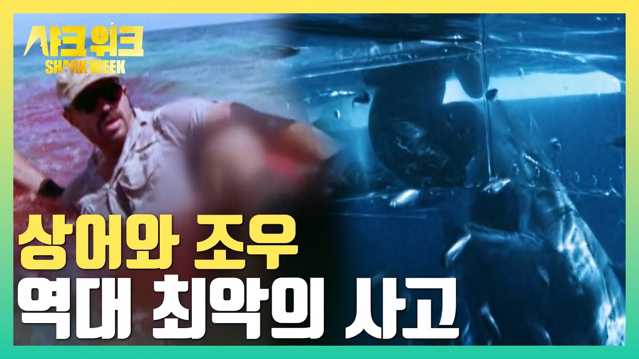 종아리 뜯기고 케이지 부서지고..ㄷㄷ 샤크위크 역대 최고의 순간들🏆[여름 최대의 물결, 샤크위크!]
