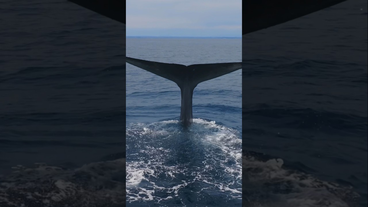 The iconic Blue Whale&rsquo;s tail rising above the surface before disappearing into the depths! #whale