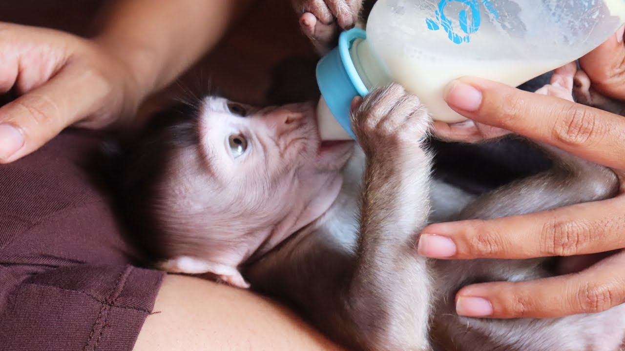 USE Bottle Feeding Milk!! Little Monkey Feeding Milk By Mother, Lovely Baby monkey