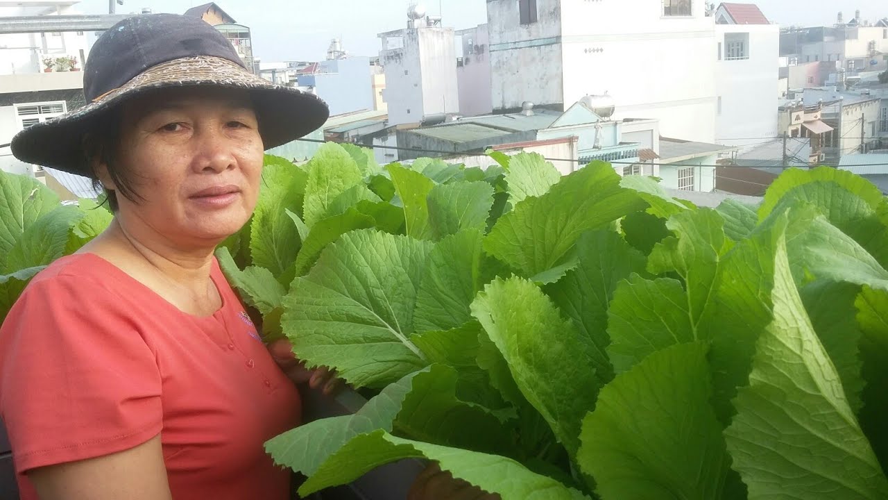 Toàn cảnh khu vườn trồng rau cải vào mùa mưa , rau có tốt không ??  23/8/2019 | Khoa Hien 214