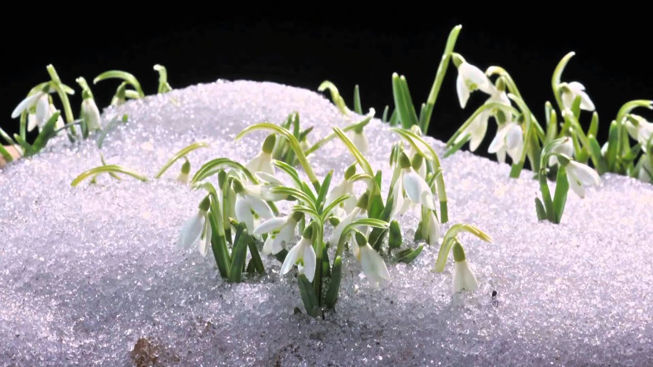 Schneeglöckchen /Time laps / Frühling DOKU GERMAN (Zeitraffer)