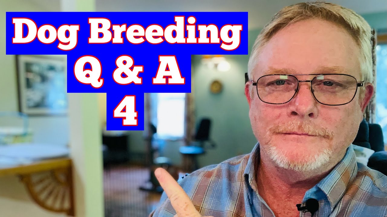 The Dog Heat Cycle Explained! Tips For Dog Coat Color Genetics, Dog Breeding! Q&A 4