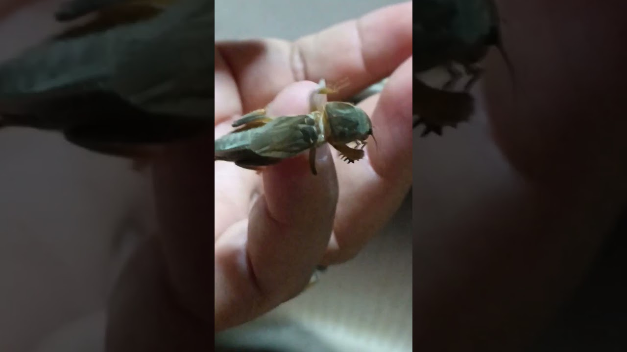 rare animals that are hard to find