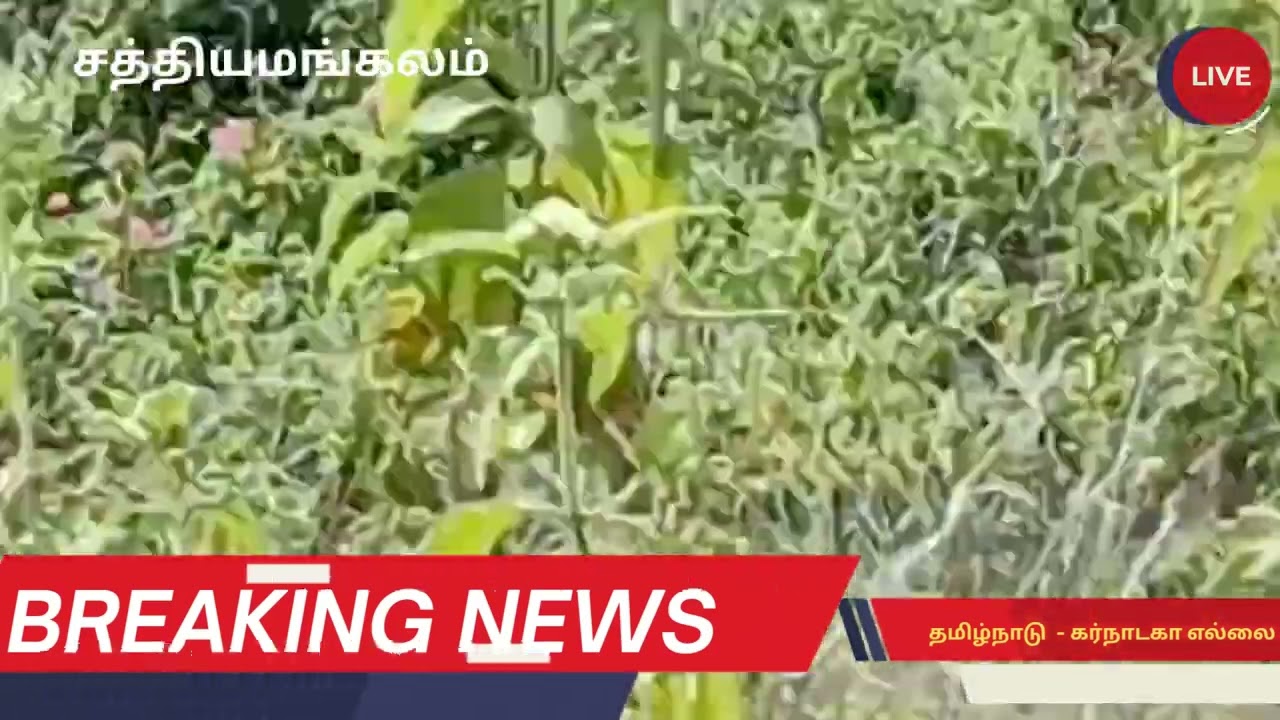 தாளவாடி அருகே தமிழ்நாடு கர்நாடக எல்லை கிராம பகுதியில் உலாவும் யானைகள் கூட்டம