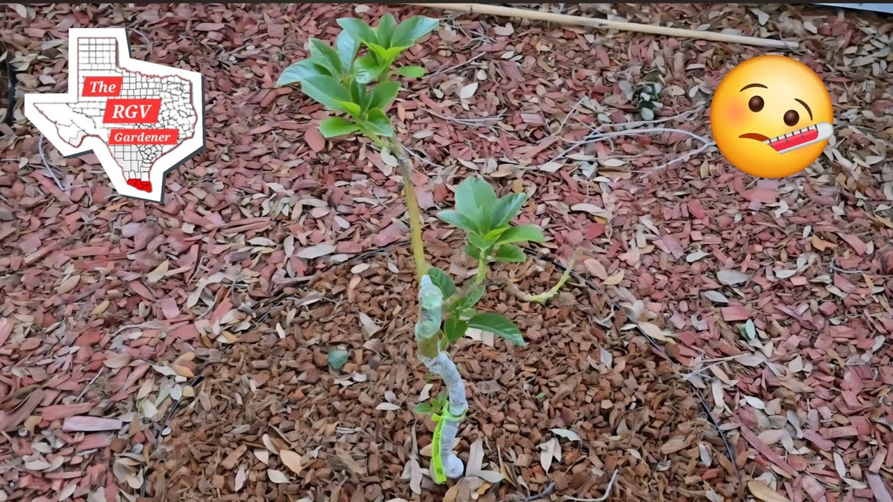 Is my Utuado Avocado in peril? 🤒 || The RGV Gardener