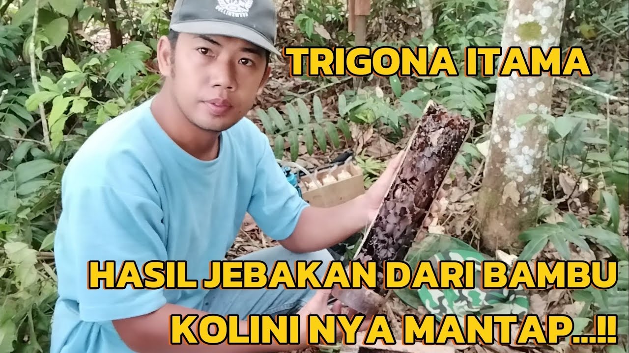 Cara pindahan lebah kelulut itama hasil dari perangkap bambu ke kotak agar sarang tidak rusak