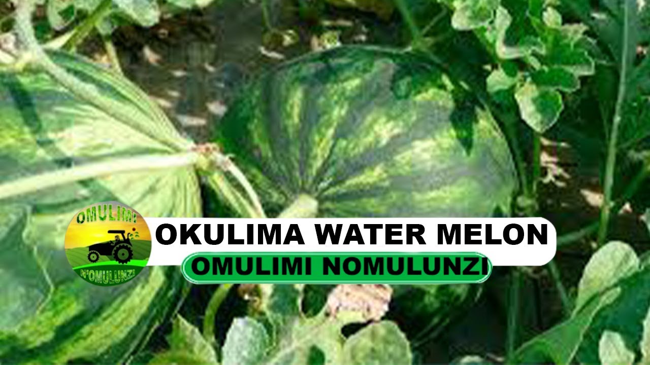 okulima water melon part two