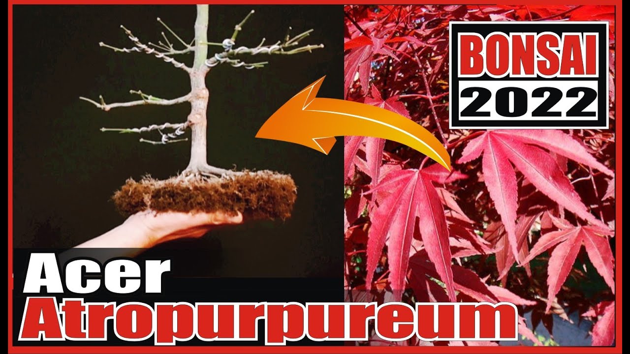 COMO HACER UN TRASPLANTE | ACER PALMATUM ATROPURPUREUM  BONSAI MAPLE * SUPER FÁCIL BONSAI TREE