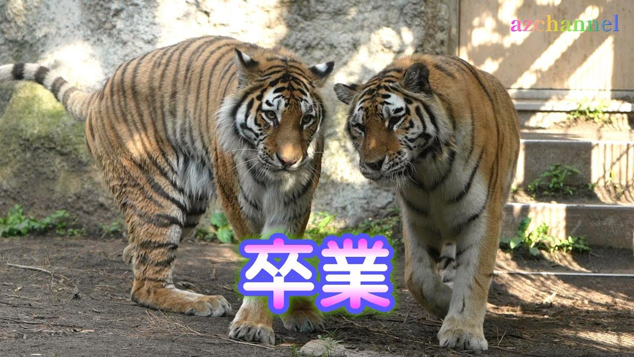 【旭山動物園アムールトラ】ザリアとメイ、親子同居からの卒業　迫力の親子騒動！慌てるライオンたち！My daughter is on her own now.